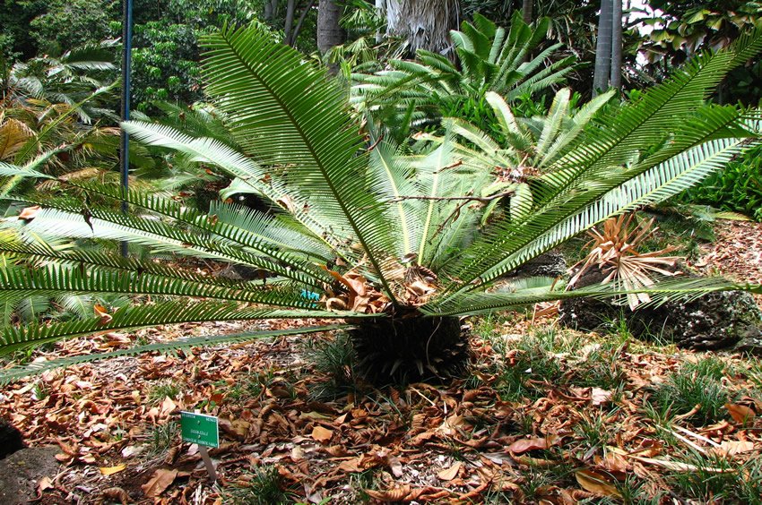 Variety of palm trees