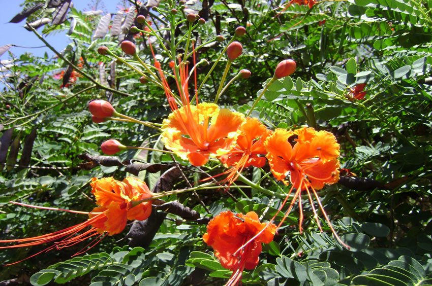 'Ohai Ali'i (dwarf poinciana)