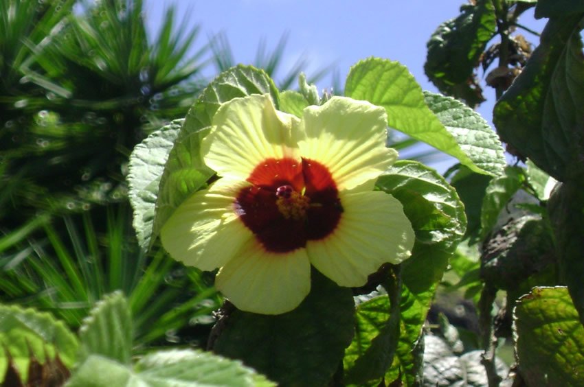 Rock's Kauai hibiscus