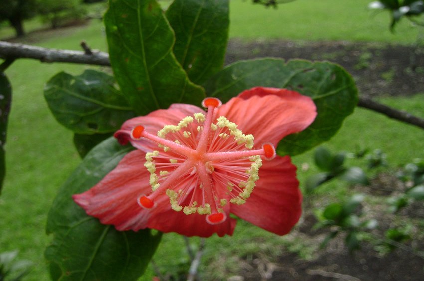 Hibiscus Clayi