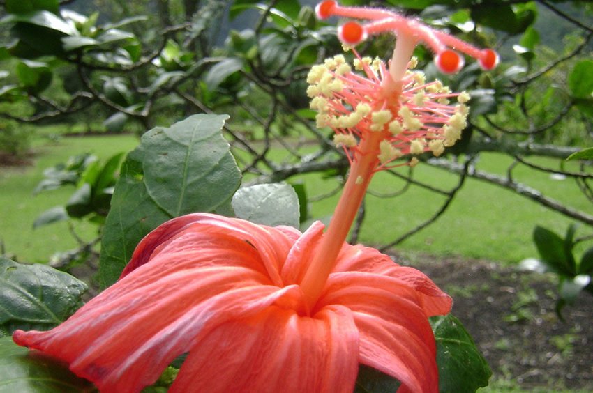 Hibiscus Clayi