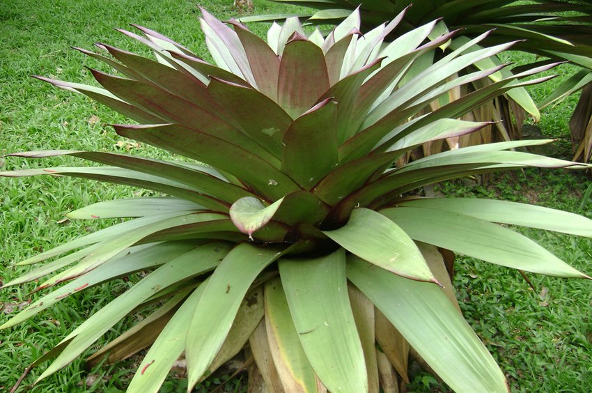 Imperial Bromeliad