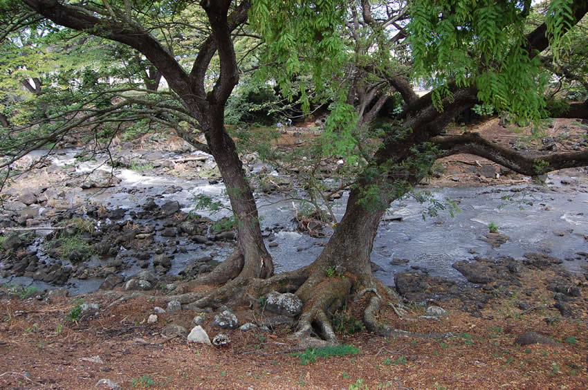 Nu'uanu Stream