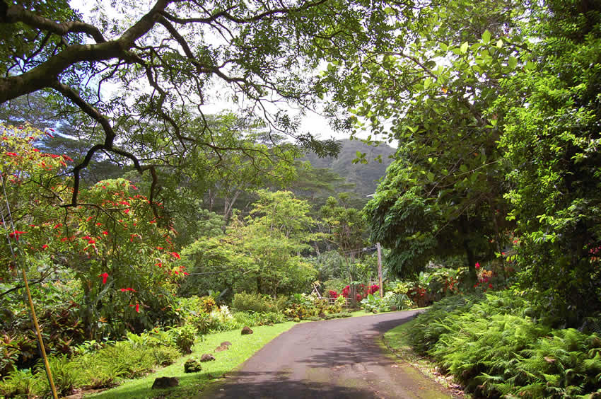 Lyon Arboretum on Oahu