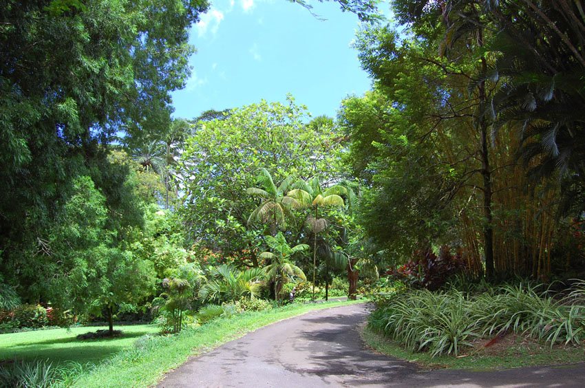 Lyon Arboretum in Manoa