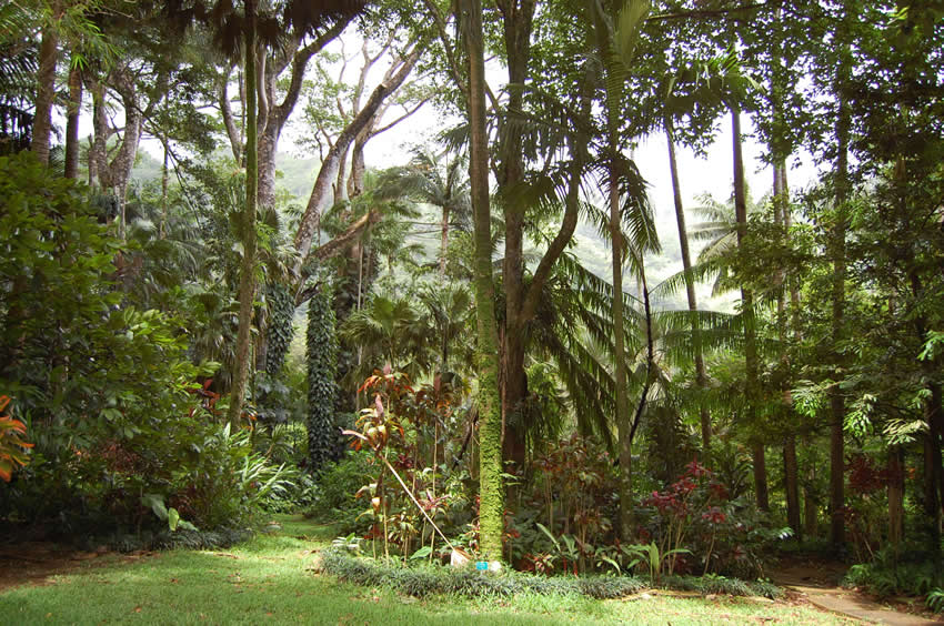 Manoa rainforest