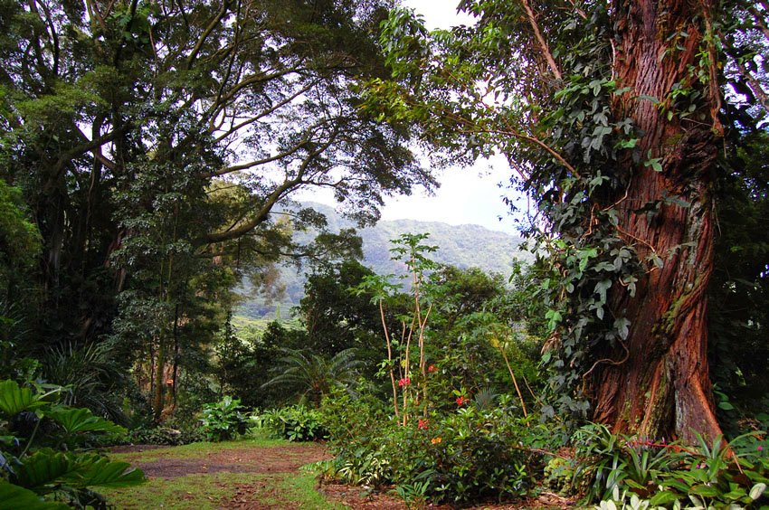 Tropical rainforest on Oahu