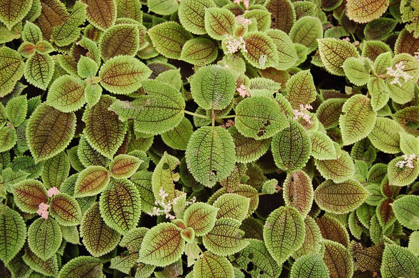 Pretty Hawaiian flora