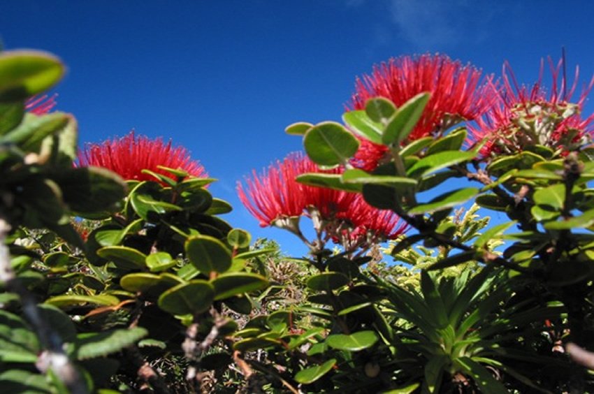 Ohia lehua