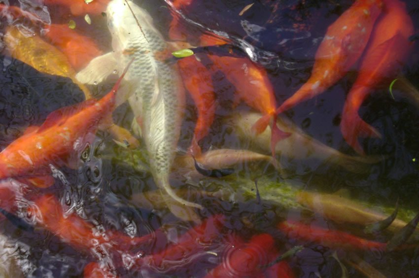 Koi fishpond