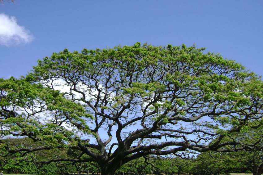 Monkeypod Tree