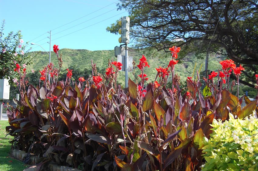 Waikiki flora