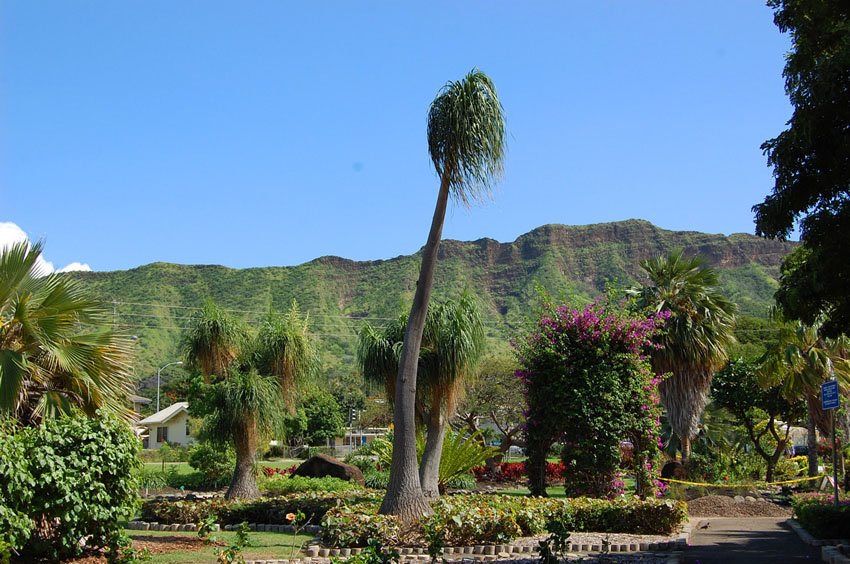 Variety of palm trees