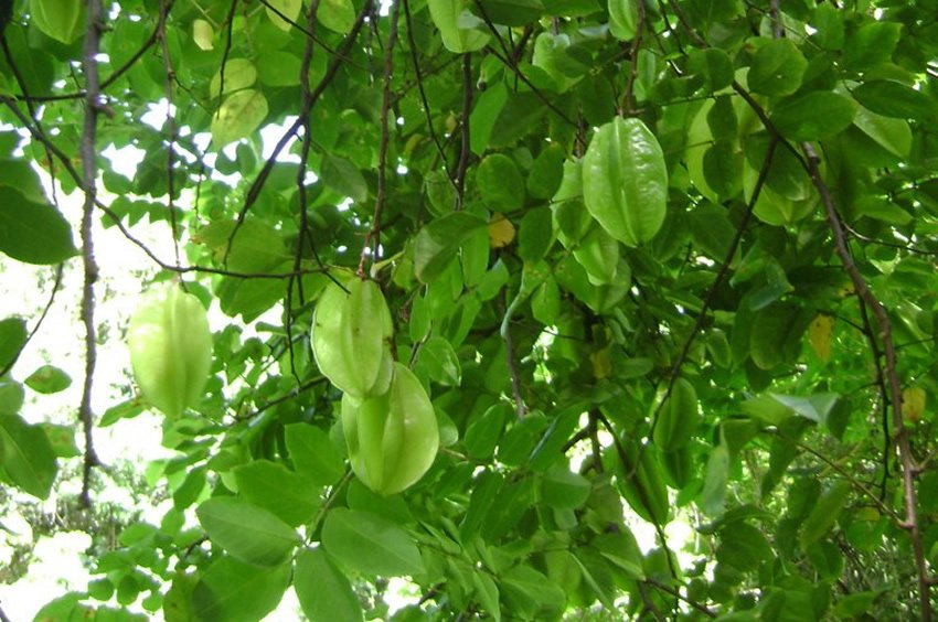 Starfruit Tree