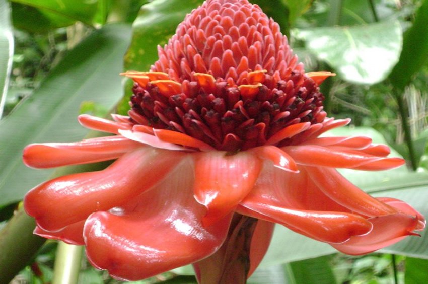 Torch Ginger