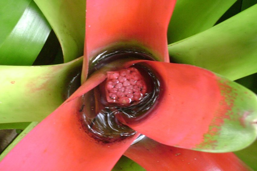 Bromeliad