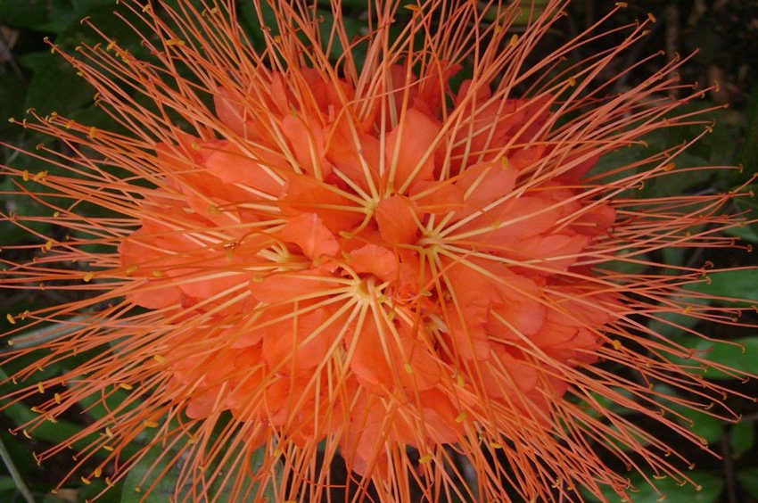 Brownea Blossom