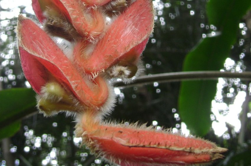 Fuzzy Orange Hanging Heliconia