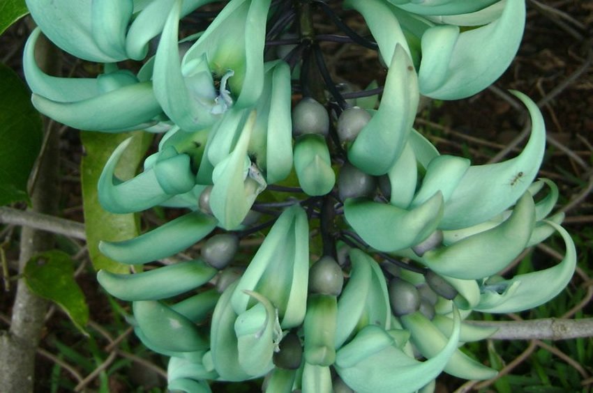 Green Jade Vine