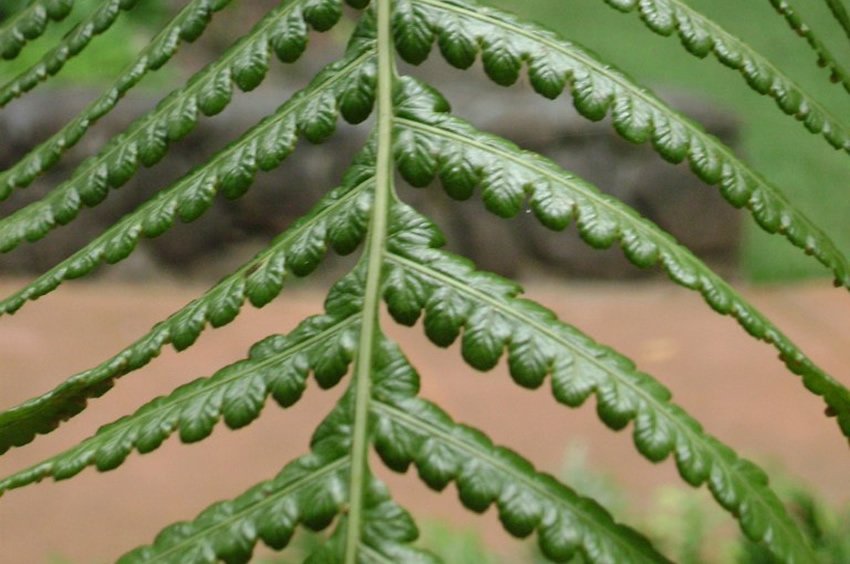 Hapu'u Hawaiian tree fern