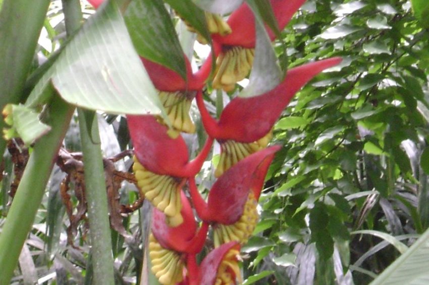 Heliconia Collinsiana