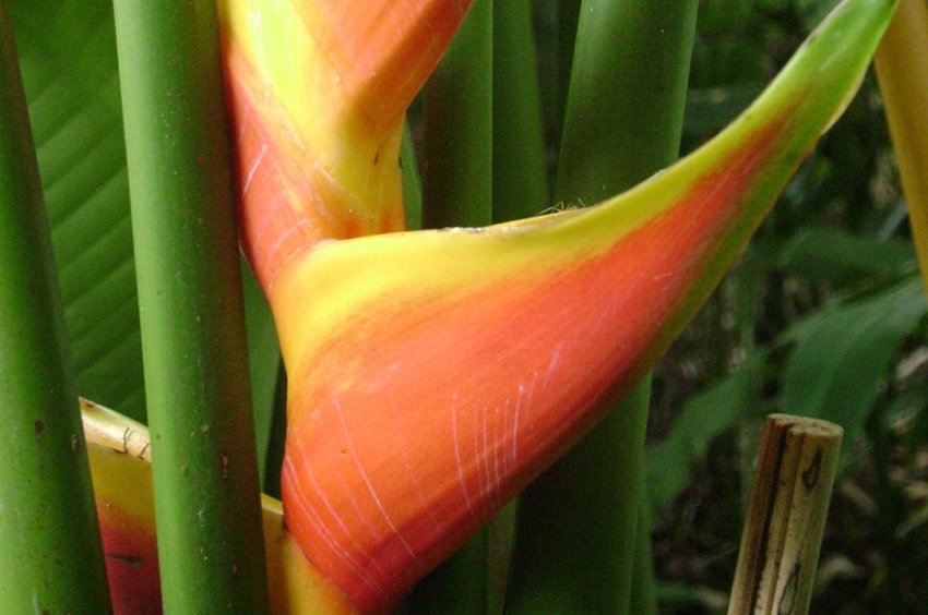 Heliconia Obscura