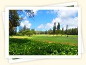 Turtle Bay Golf