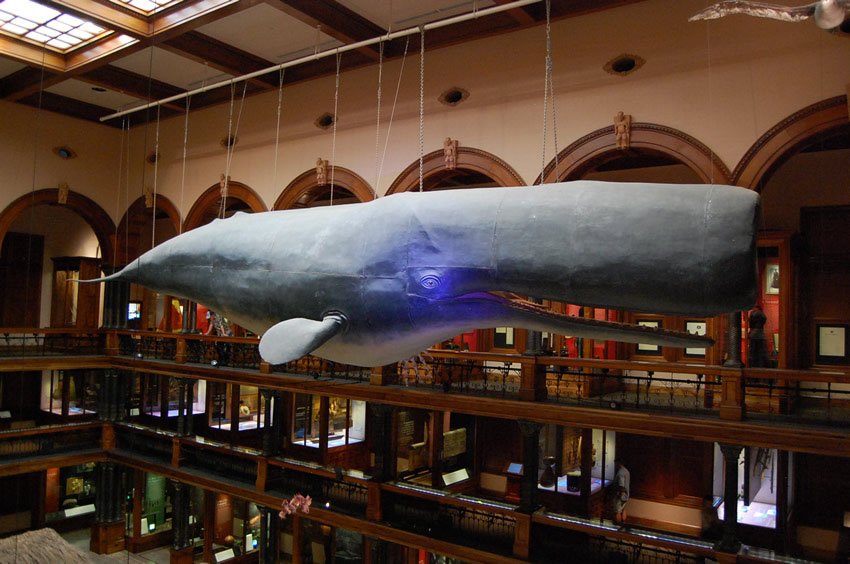 Sperm whale