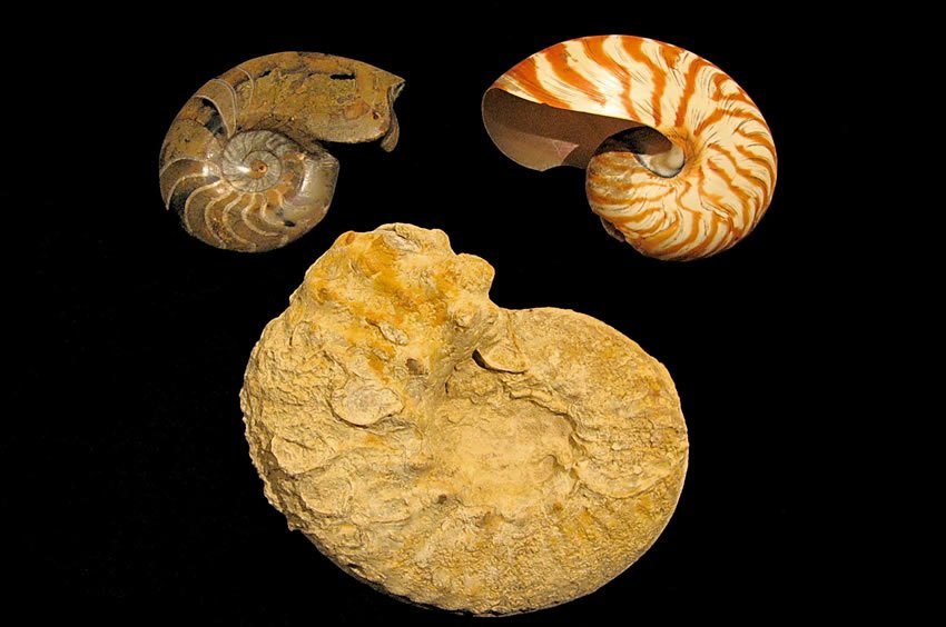 Shell fossil