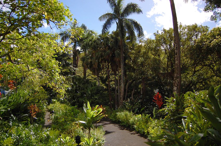 Tropical garden