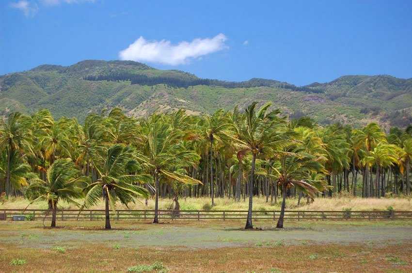 Dillingham Lodge grounds