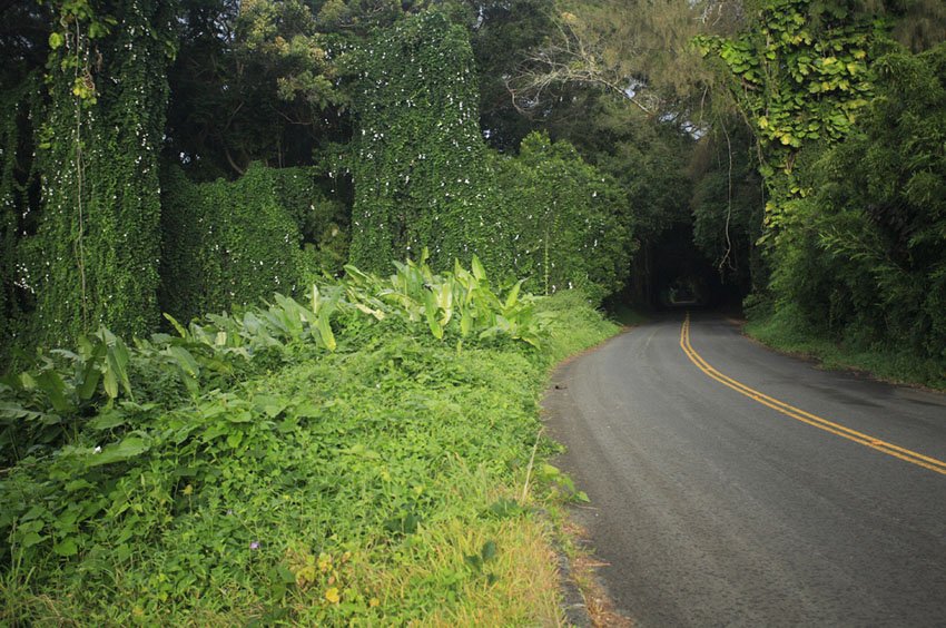 Nu'uanu Pali Drive