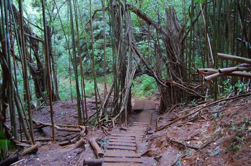 Bamboo gate