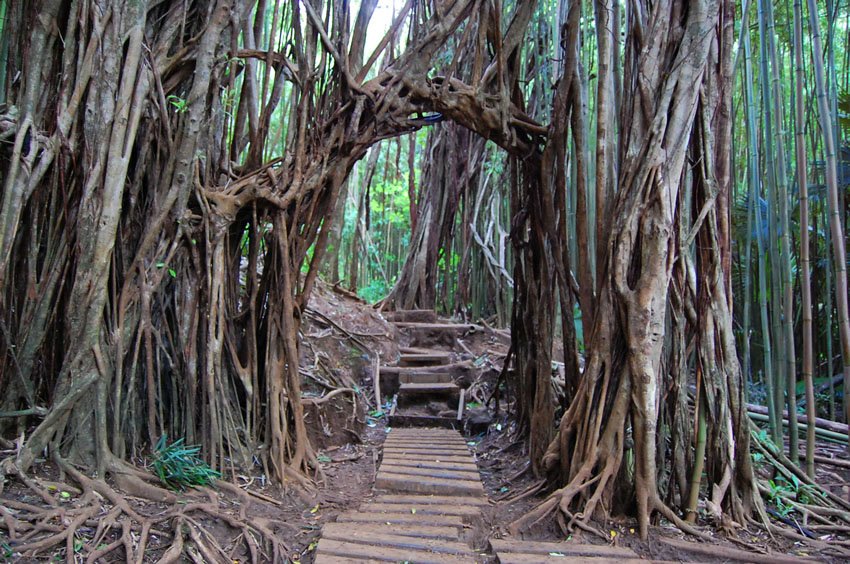 Bamboo gate