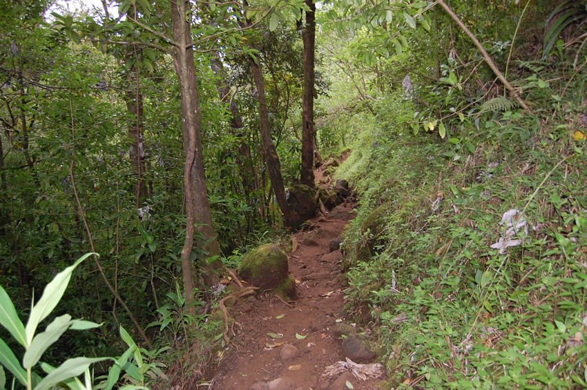 Narrow part of the trail to Manoa Falls