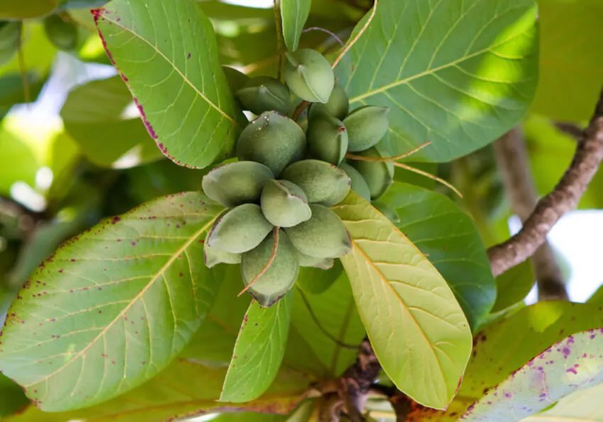 Almond tree