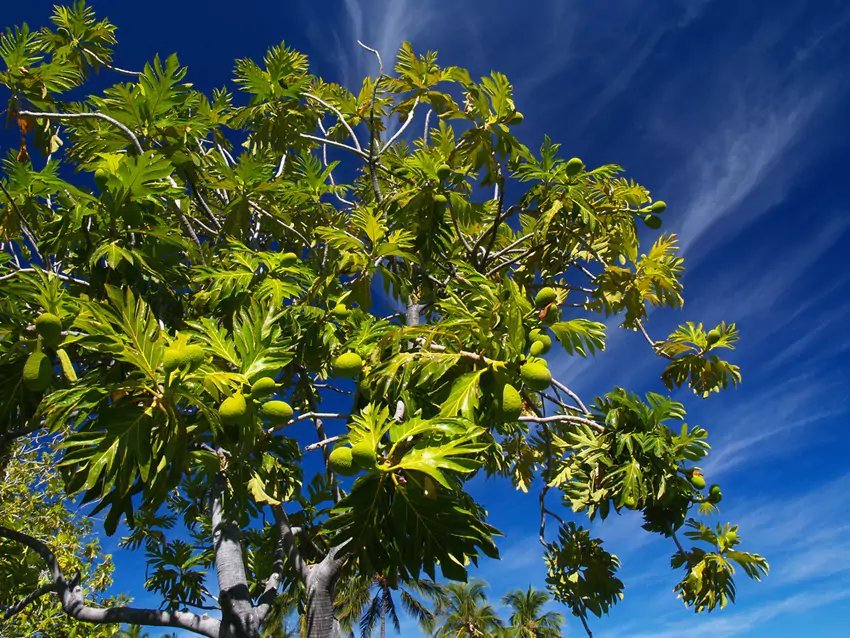 Breadfruit Tree