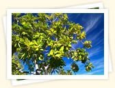 Breadfruit Tree