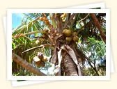 Coconut Tree