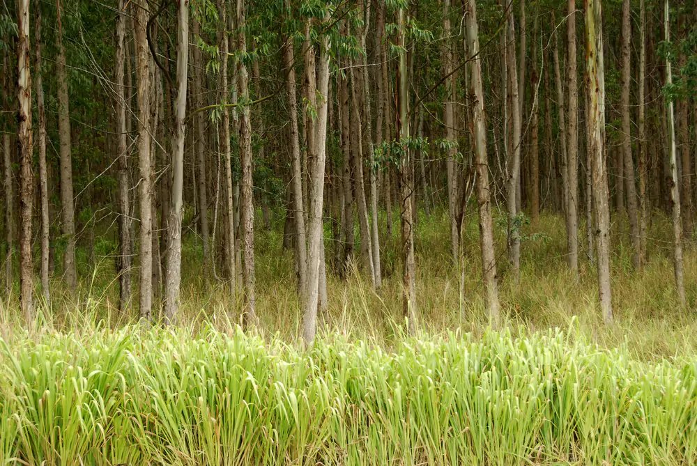 Eucalyptus Trees