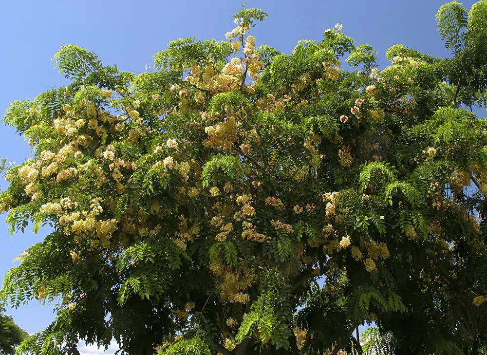 Golden Shower Tree