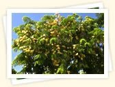 Golden Shower Tree