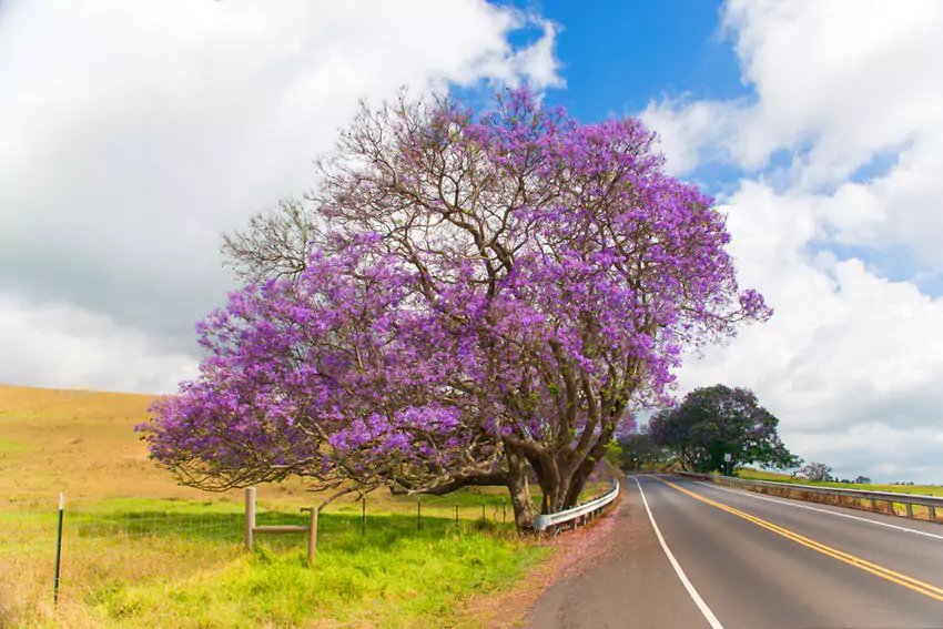 Jacaranda Tree