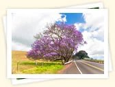 Jacaranda Tree