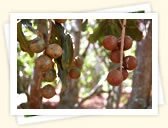 Macadamia Tree