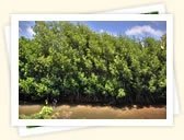 Mangrove Tree