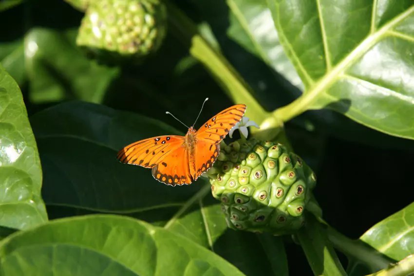 Noni Tree