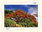 Royal Poinciana Tree