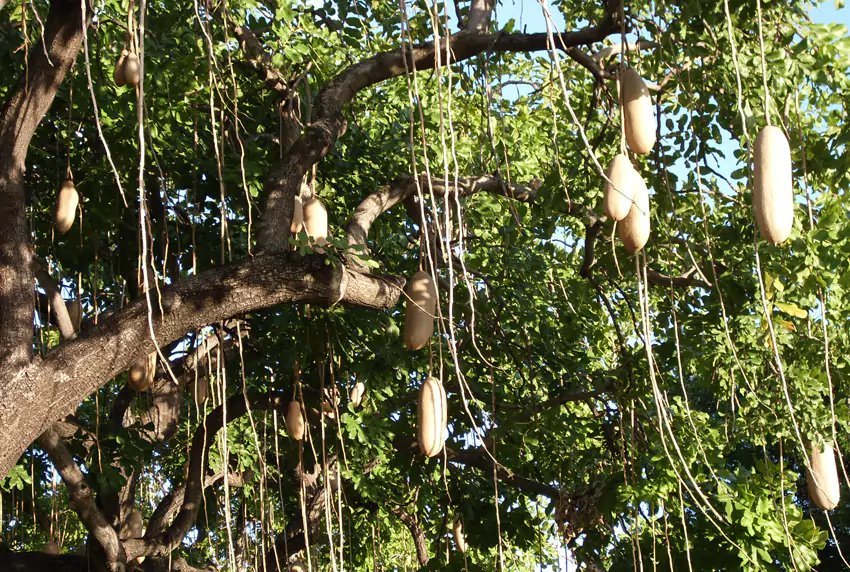 Sausage Tree